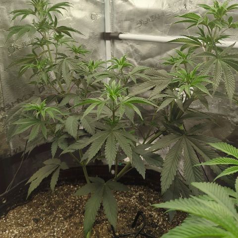 Four Peaks growlog timeline photo