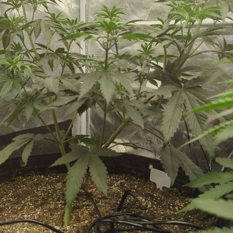 Four Peaks growlog timeline photo