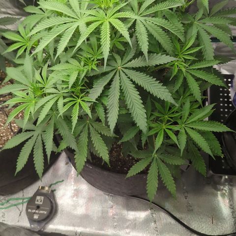 Purple Panty Dropper growlog timeline photo