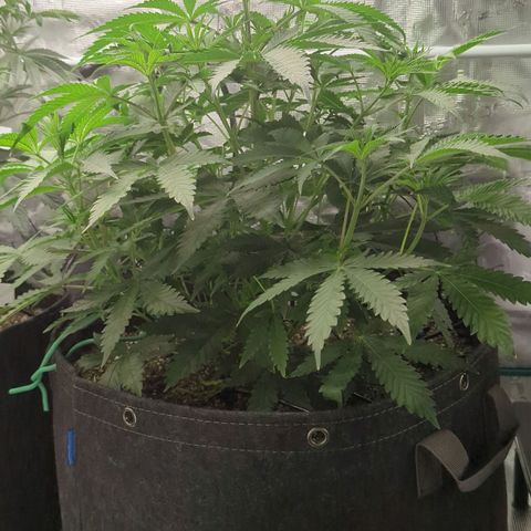 Purple Panty Dropper growlog timeline photo
