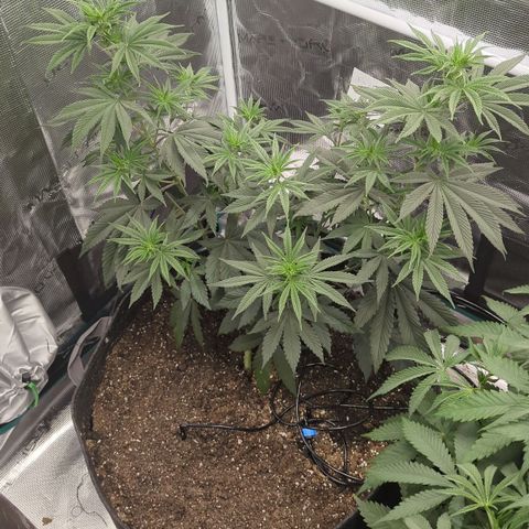 Four Peaks growlog timeline photo