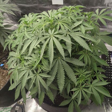Purple Panty Dropper growlog timeline photo