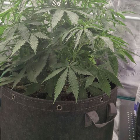 Purple Panty Dropper growlog timeline photo