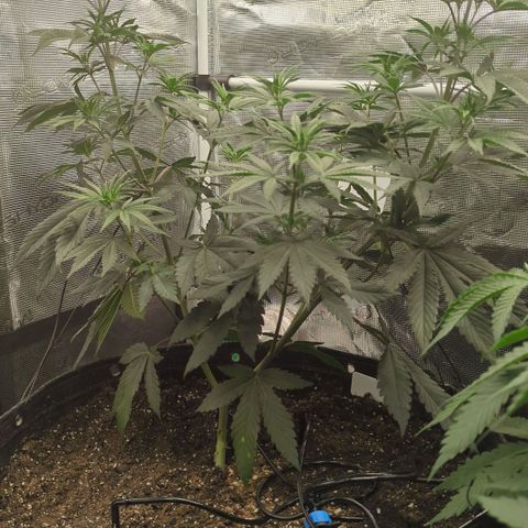 Four Peaks growlog timeline photo