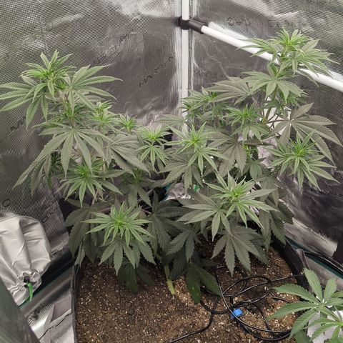 Four Peaks growlog timeline photo