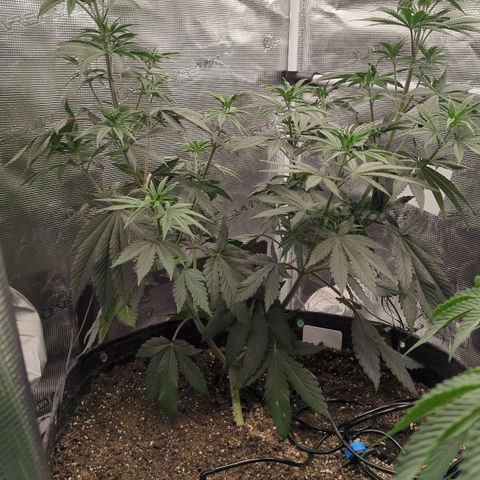 Four Peaks growlog timeline photo