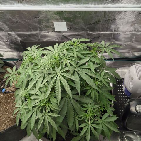 Purple Panty Dropper growlog timeline photo