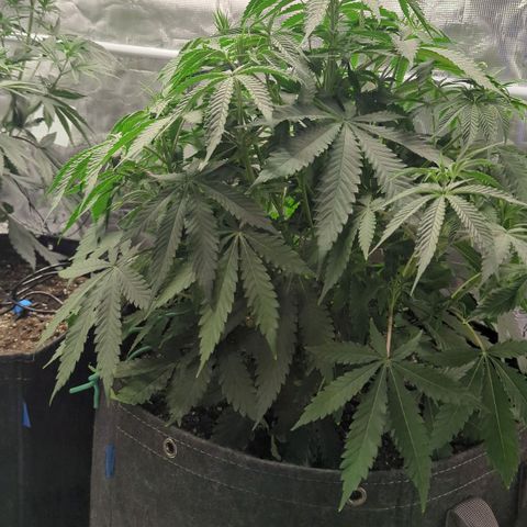 Purple Panty Dropper growlog timeline photo
