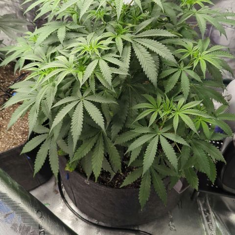 Purple Panty Dropper growlog timeline photo