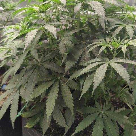 Purple Panty Dropper growlog timeline photo