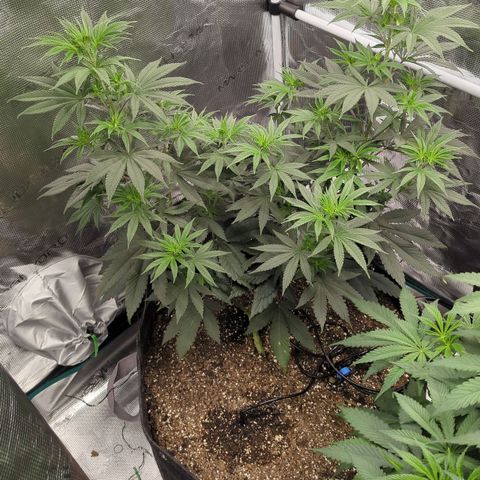 Four Peaks growlog timeline photo