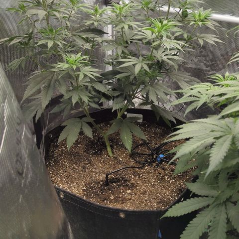 Four Peaks growlog timeline photo