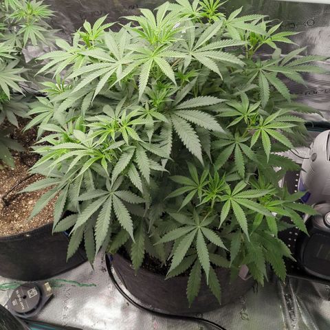 Purple Panty Dropper growlog timeline photo