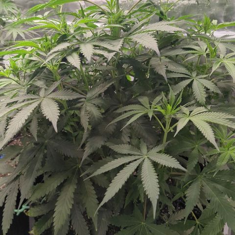 Purple Panty Dropper growlog timeline photo