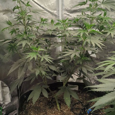 Four Peaks growlog timeline photo