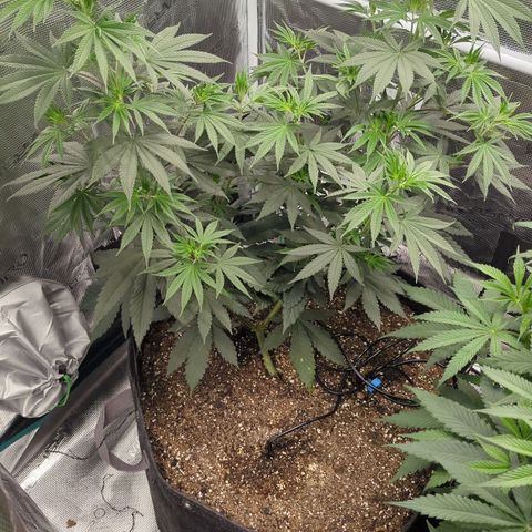 Four Peaks growlog timeline photo