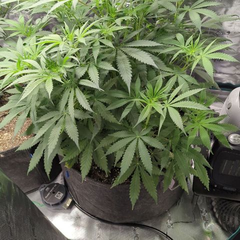 Purple Panty Dropper growlog timeline photo