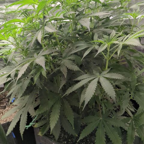 Purple Panty Dropper growlog timeline photo