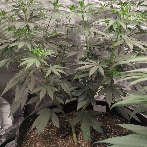 Four Peaks growlog timeline photo