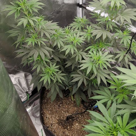 Four Peaks growlog timeline photo