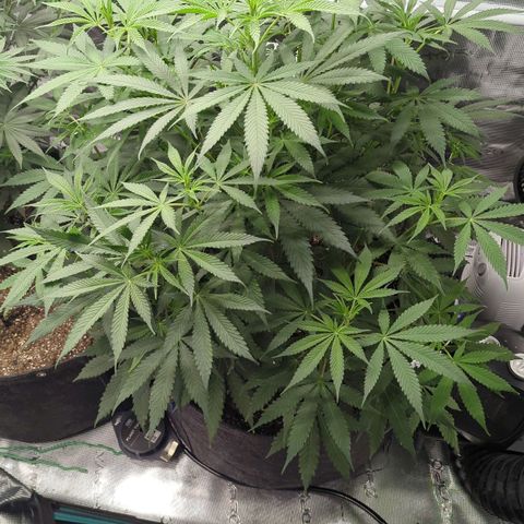 Purple Panty Dropper growlog timeline photo
