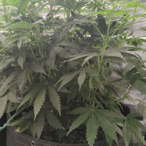 Purple Panty Dropper growlog timeline photo