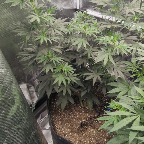 Four Peaks growlog timeline photo