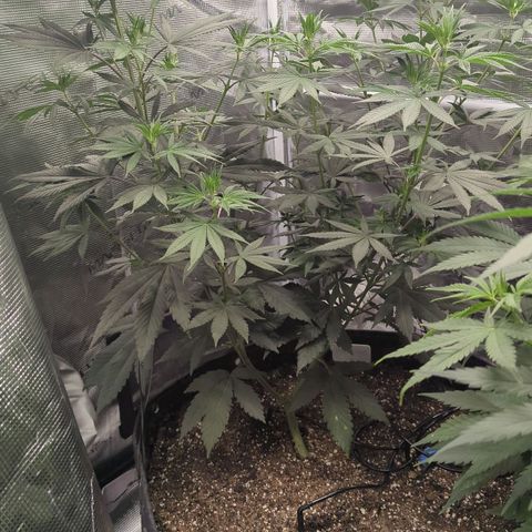 Four Peaks growlog timeline photo