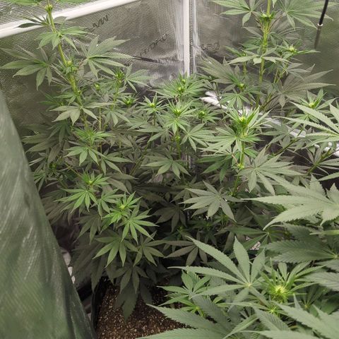 Four Peaks growlog timeline photo
