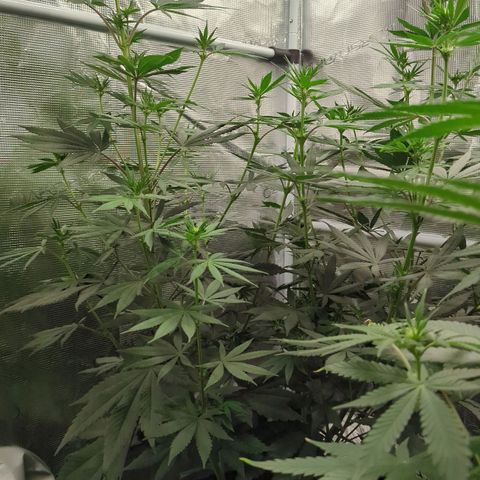 Four Peaks growlog timeline photo