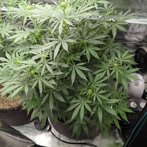 Purple Panty Dropper growlog timeline photo