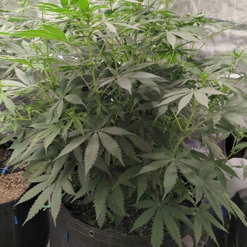 Purple Panty Dropper growlog timeline photo