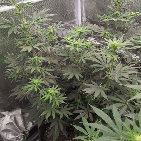 Four Peaks growlog timeline photo