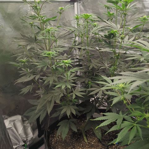 Four Peaks growlog timeline photo