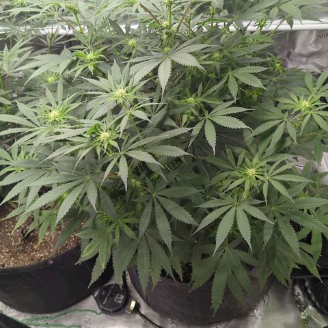 Purple Panty Dropper growlog timeline photo