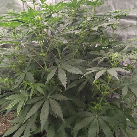 Purple Panty Dropper growlog timeline photo