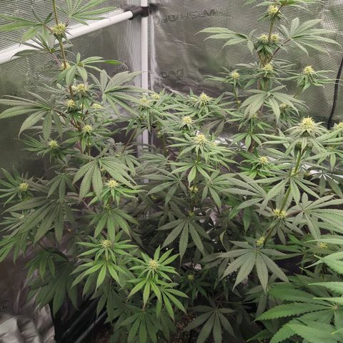 Four Peaks growlog timeline photo
