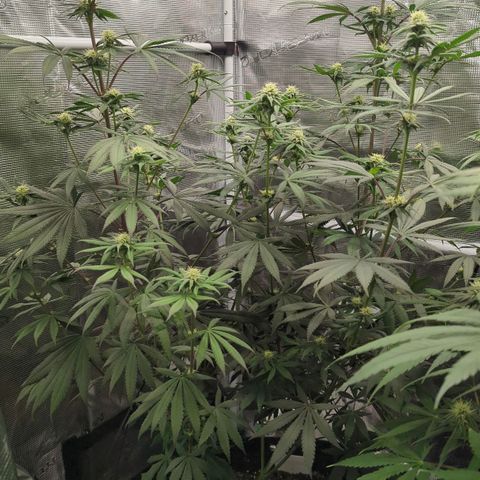 Four Peaks growlog timeline photo