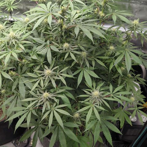 Purple Panty Dropper growlog timeline photo