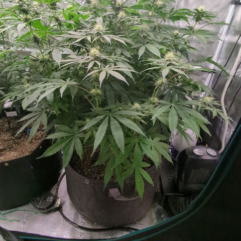 Purple Panty Dropper growlog timeline photo