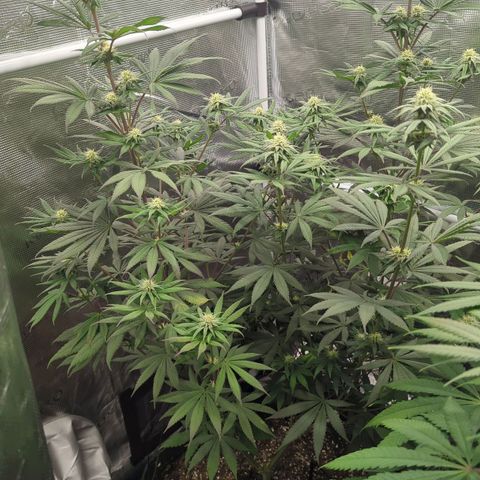 Four Peaks growlog timeline photo