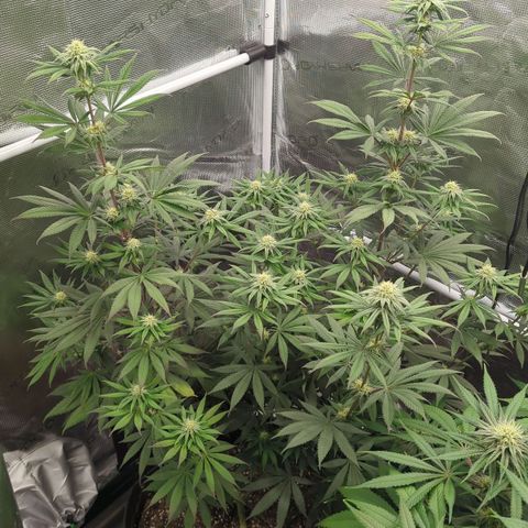 Four Peaks growlog timeline photo