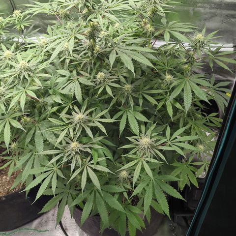 Purple Panty Dropper growlog timeline photo