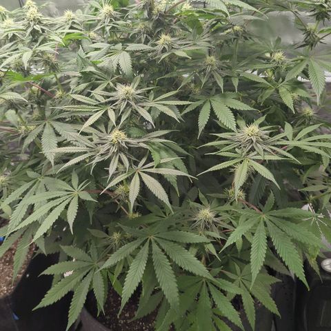 Purple Panty Dropper growlog timeline photo
