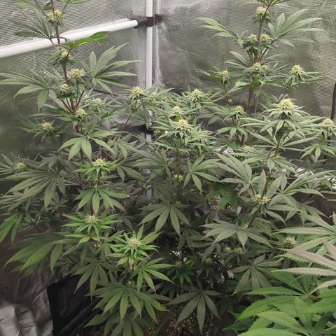 Four Peaks growlog timeline photo