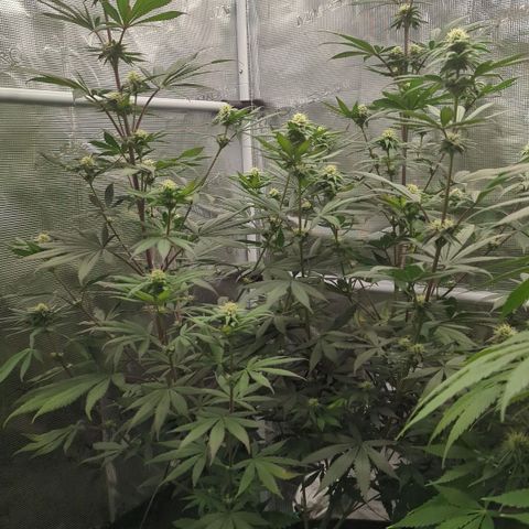 Four Peaks growlog timeline photo