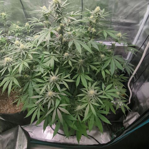 Purple Panty Dropper growlog timeline photo