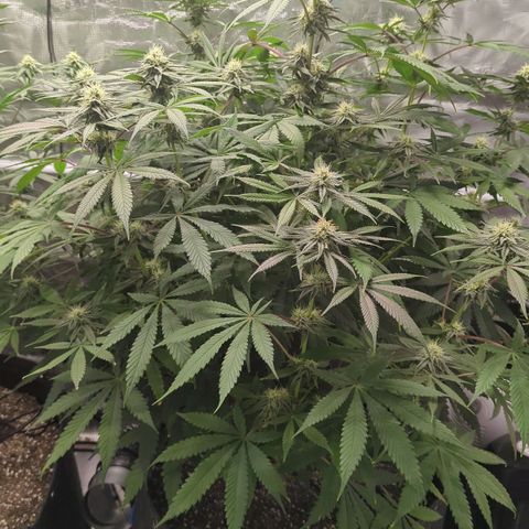 Purple Panty Dropper growlog timeline photo
