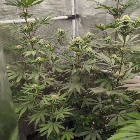 Four Peaks growlog timeline photo