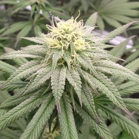 Four Peaks growlog timeline photo